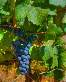 8051878249_e5e5d30b78