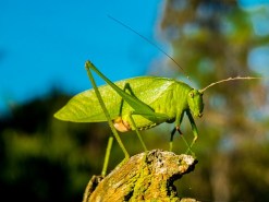 grasshopper-262616_640